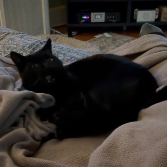 cats! - Picture 7 of 16